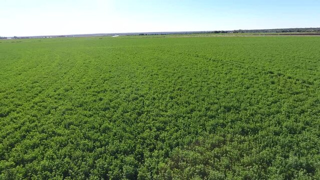Aerial view of green planted irrigation fields with pivot irrigation systems with lucern planted in the summer