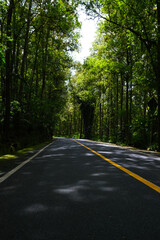 Country road running through tree alley.
