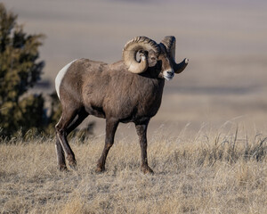 Bighorn Sheep Ram