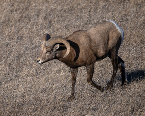 Bighorn Sheep Ram