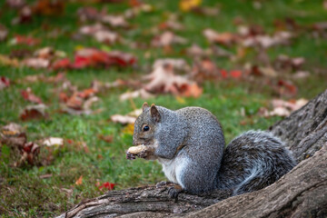 Naklejka na ściany i meble A Grey Eastern Squirrel in a park sits on a stump and eats a nut.