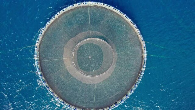 Aerial drone video of a large saltwater fish farm such as sea bass and sea bream in growing cages in calm deep waters