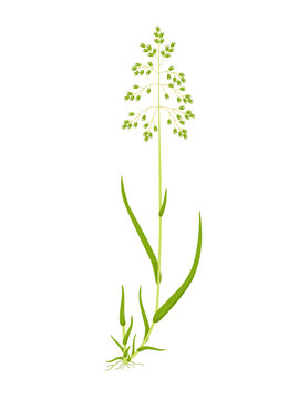 Vector illustration, Hierochloe odorata or Anthoxanthum nitens, commonly known as sweet grass, manna grass, Mary grass or vanilla grass, and as sacred grass in England, isolated on white background.