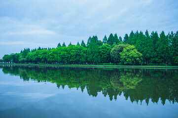 川面に映る緑の森の帯