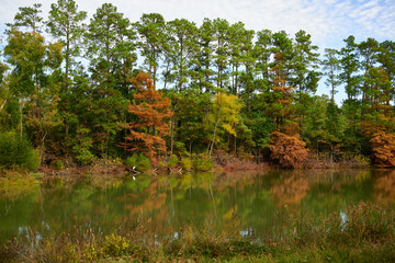 THE WOODLANDS, TEXAS - NOVEMBER 2022: William Goodrich Jones state forest in Conroe, to the north...