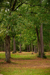 THE WOODLANDS, TEXAS - NOVEMBER 2022: William Goodrich Jones state forest in Conroe, to the north of Houston photographed in the fall with golden colors in the tree leaves, blue skies, on a sunny day