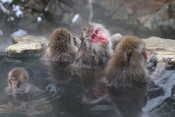 Snow monkey family taking the hot spring, in Nagano, Japan