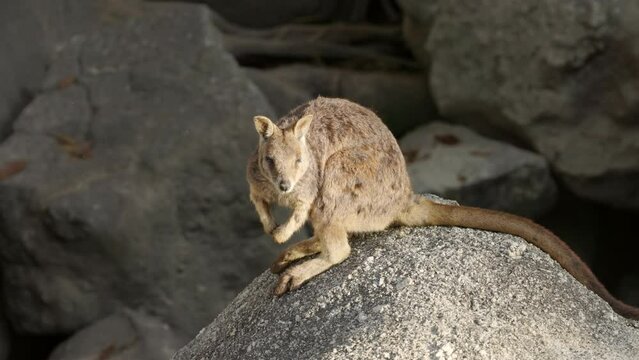 a morning clip of a mareeba rock-wallaby sitting on a sunny rock at granite gorge near mareeba of qld, australia