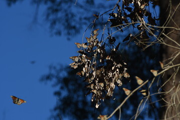 Monarch butterflies