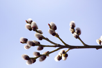 branches against sky