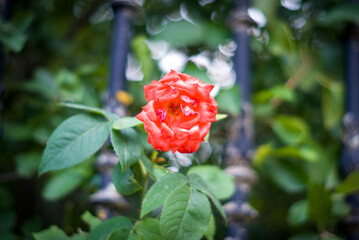 Rosa roja en enrejado negro 
