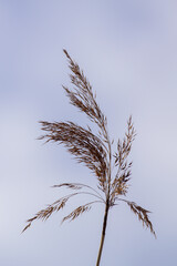 branches against blue sky