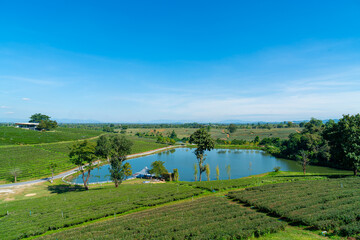 tea plantation on mountain in morning