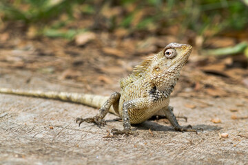 lizard on the stone
