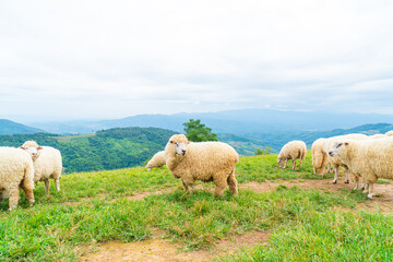 Fototapeta premium white sheep on mountain hill