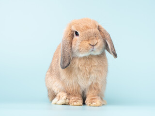 Front view of orange cute baby holland lop rabbit sitting on pastel green background. Lovely action of young rabbit.