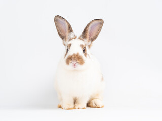 Front view of adult broken brown rabbit sitting on white background. Lovely adult rabbit looking at camera.