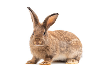 Side view of adult brown rabbit standing on white background. Lovely action of young rabbit.