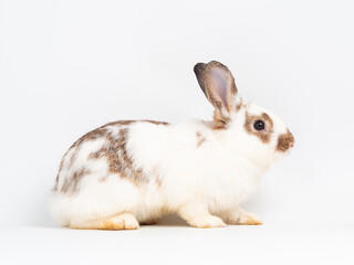 Side view of adult broken brown rabbit standing on white background. Lovely action of young rabbit.
