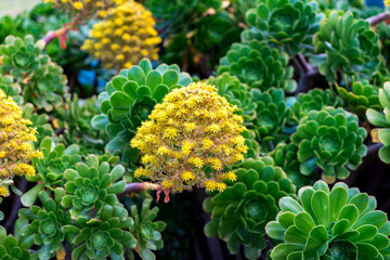 Aeonium Arboreum (Irish rose) succulent plant