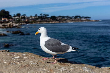 Fototapeta na wymiar A seagull sitting on the rock 