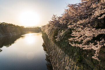 早朝の大阪城の桜