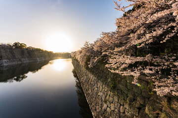 早朝の大阪城の桜