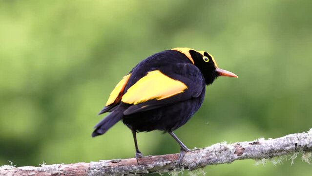 a high frame rate rear view of a male regent bowerbird perching on a branch at o'reillys rainforest retreat in lamington national park of sth qld, australia