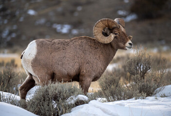 Naklejka premium BigHorn Ram