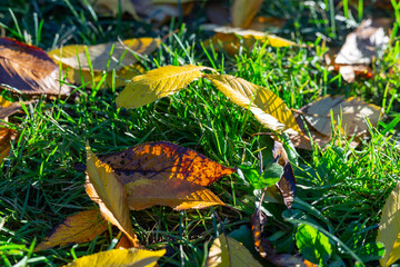 Red and yellow autumn leaves on the green grass