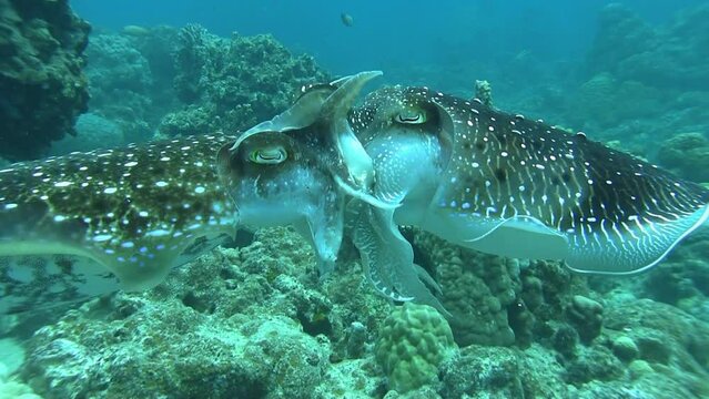 Copulation of estrus giant cuttlefish(コブシメの交接）