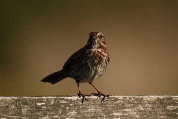 Single Song Sparrow on a wood handrail and blank background
