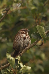 Single Song Sparrow on tree branch showing breast spot