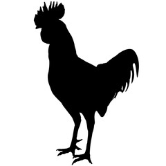 silhouette rooster isolated
