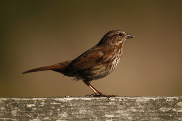 Side profile of Song Sparrow on a wood handrail and blank background