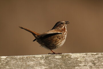 Single Song Sparrow singing on a wood handrail and blank background
