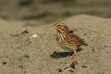 Savannah Sparrow landing on sandy beach and kicking up sand