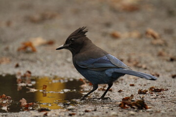 Single Steller's Jay standing on the ground next to a puddle