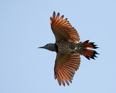 Single red-shafted Northern Flicker (Colaptes auratus) in flight from below