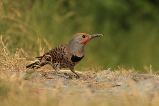 Ground level shot of a foraging male red-shafted Northern Flicker