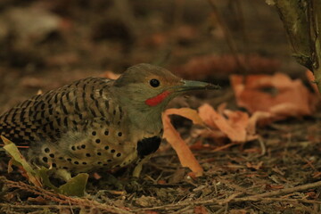 Naklejka premium Male red-shafted Northern Flicker foraging on the forest floor.