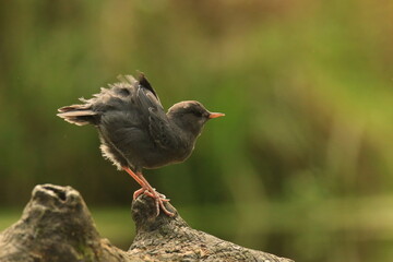 Single American Dipper fluffing its feathers on a log