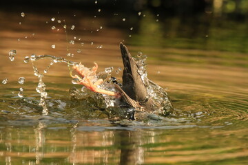 Single American Dipper diving into the water and splashing