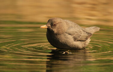 Close up of an American Dipper standing in water