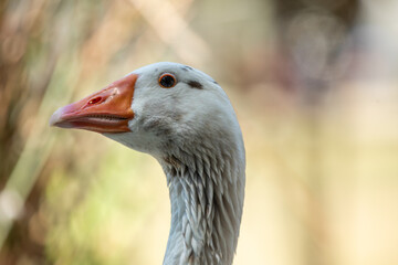 Goose