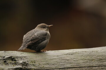 Single American Dipper sitting on a wet log by the river