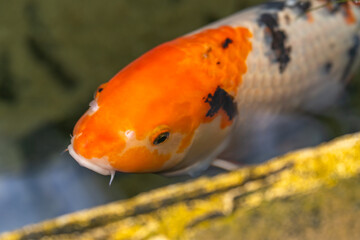 Koi fish swimming in the pond. A symbol of good luck in Japan.