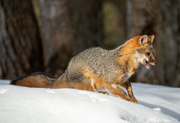 Cross Fox in Winter