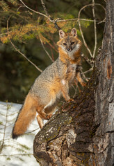 Cross Fox in Winter
