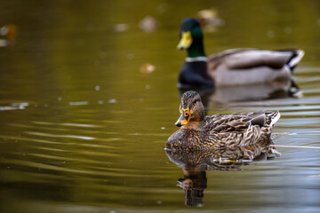 2022-03-04 A FEMALE MALLARD DUCK FLOATING IN A CALMLAKE IN MEDINA WASHINGTON WITH A BLURRY MALE DUCK IN THE BACKGROUND